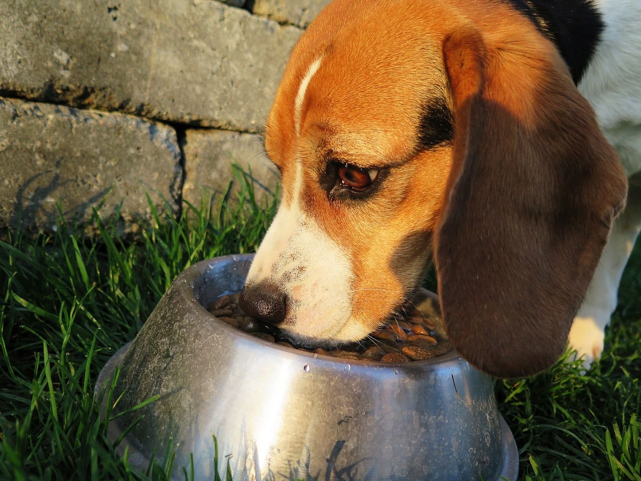 Karma sucha, czy mokra – co powinien jeść pies?
