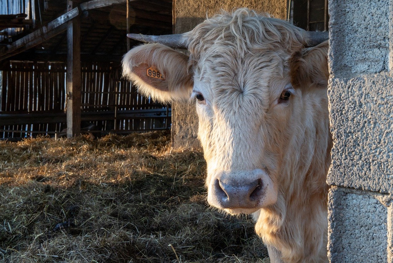 Dojenie krowy – wszystko co musisz o tym wiedzieć