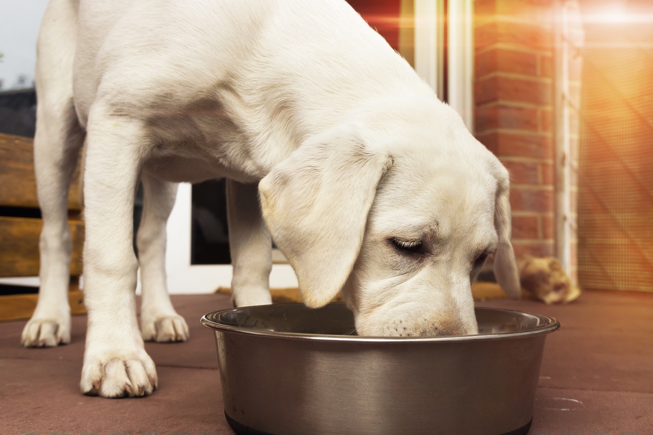 Dobra karma dla psa – jakie składniki odżywcze powinna posiadać?